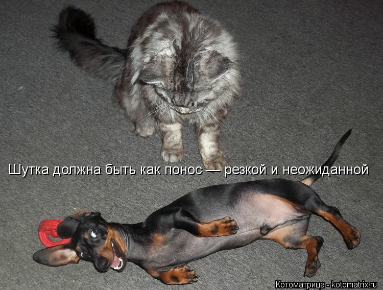 Шутка должна быть как понос — резкой и неожиданной... Котоматрица: Шутка должна быть как понос — резкой и неожиданной