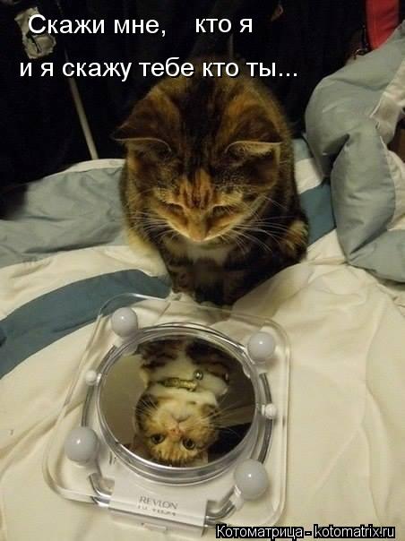 Скажи мне, кто я и я скажу тебе кто ты...... Котоматрица: Скажи мне, кто я и я скажу тебе кто ты...