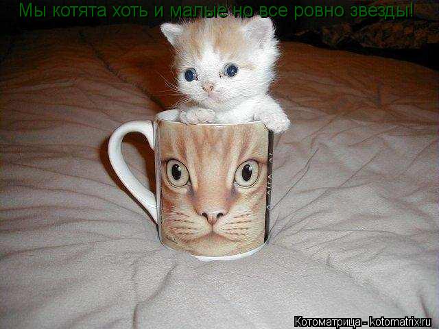 Мы котята хоть и малые но все ровно звезды!... Котоматрица: Мы котята хоть и малые но все ровно звезды!