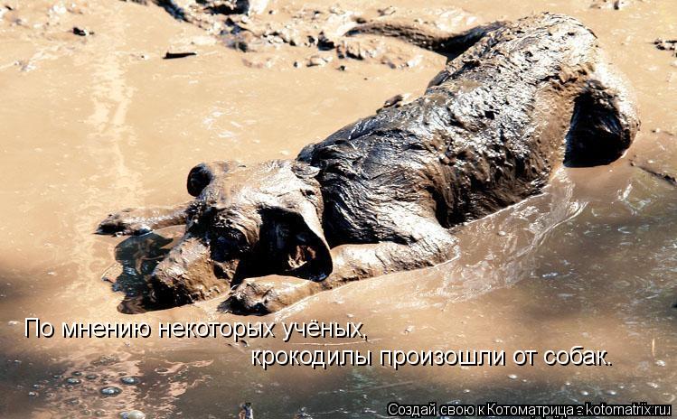 По мнению некоторых учёных, крокодилы произошли от собак.... Котоматрица: По мнению некоторых учёных, крокодилы произошли от собак.