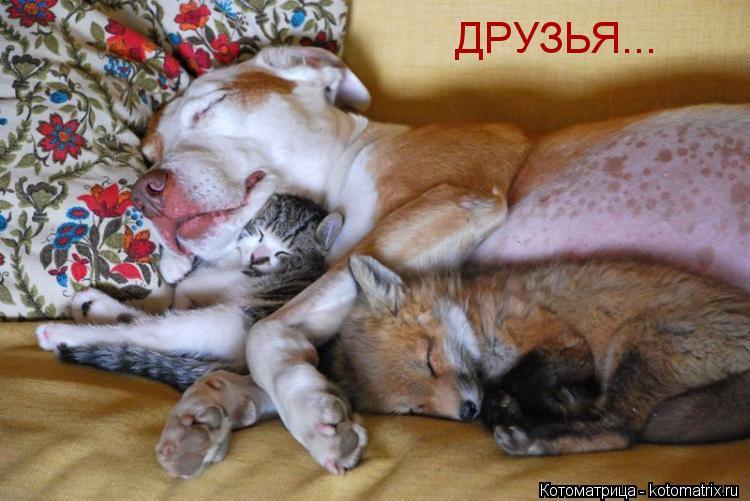 ДРУЗЬЯ...... Котоматрица: ДРУЗЬЯ...