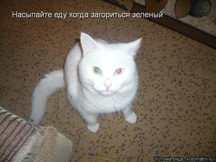 Насыпайте еду когда загориться зеленый Насыпайте еду когда загориться зеленый... Котоматрица: Насыпайте еду когда загориться зеленый Насыпайте еду когда загориться зеленый