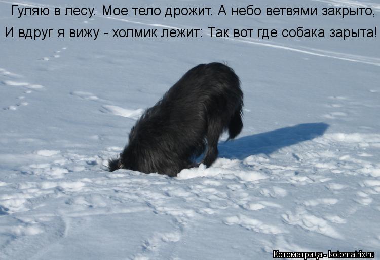 Гуляю в лесу. Мое тело дрожит. А небо ветвями закрыто, И вдруг я вижу - холмик лежит: Так вот где со... Котоматрица: Гуляю в лесу. Мое тело дрожит. А небо ветвями закрыто, И вдруг я вижу - холмик лежит: Так вот где собака зарыта!