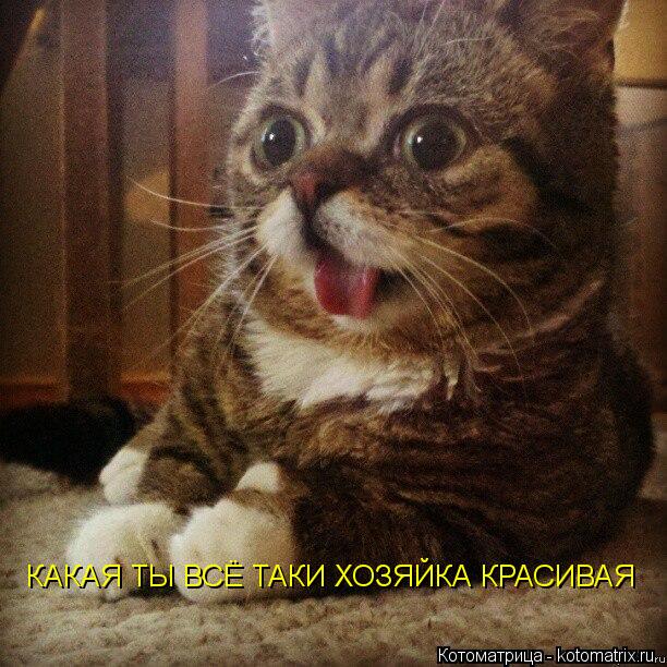 КАКАЯ ТЫ ВСЁ ТАКИ ХОЗЯЙКА КРАСИВАЯ... Котоматрица: КАКАЯ ТЫ ВСЁ ТАКИ ХОЗЯЙКА КРАСИВАЯ