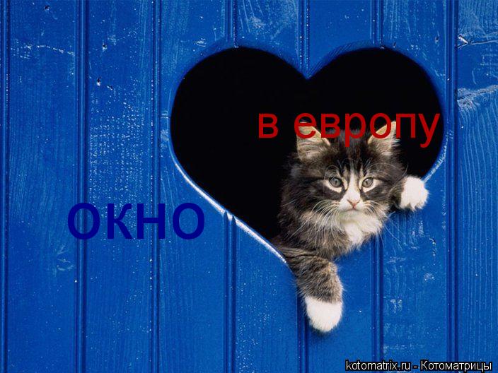 Котоматрица: окно в европу