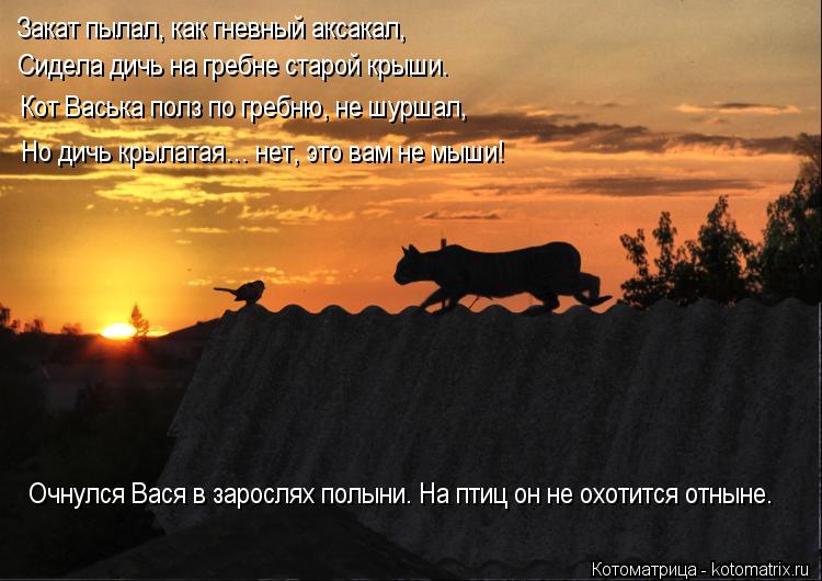 Закат пылал, как гневный аксакал, Сидела дичь на гребне старой крыши. Кот Васька полз по гребню, не ... Котоматрица: Закат пылал, как гневный аксакал, Сидела дичь на гребне старой крыши. Кот Васька полз по гребню, не шуршал, Но дичь крылатая… нет, это вам не
