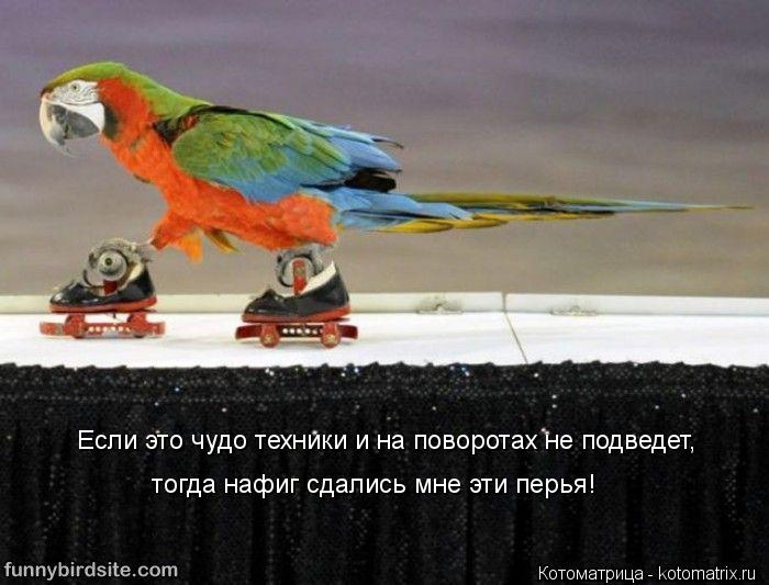 Если это чудо техники и на поворотах не подведет, тогда нафиг сдались мне эти перья!... Котоматрица: Если это чудо техники и на поворотах не подведет, тогда нафиг сдались мне эти перья!