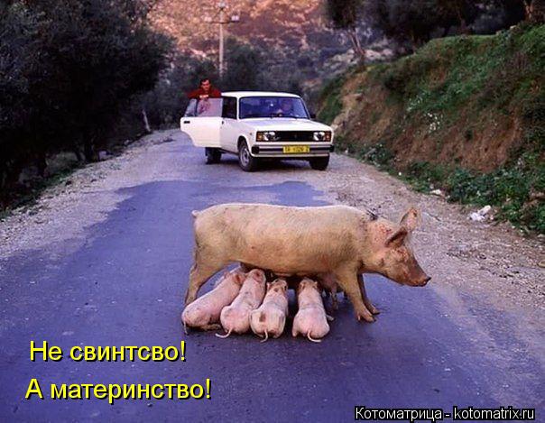Не свинтсво! А материнство!... Котоматрица: Не свинтсво! А материнство!