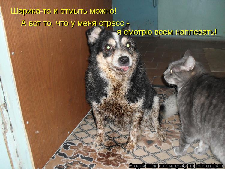 Шарика-то и отмыть можно! А вот то, что у меня стресс - я смотрю всем наплевать!... Котоматрица: Шарика-то и отмыть можно! А вот то, что у меня стресс - я смотрю всем наплевать!