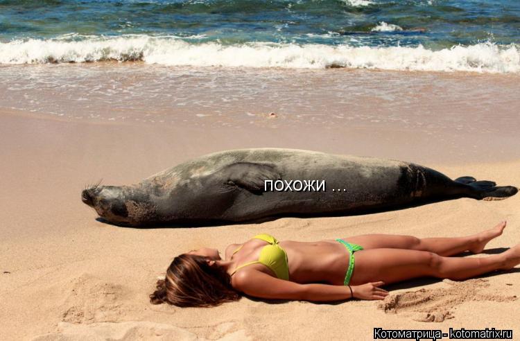 похожи ...... Котоматрица: похожи ...