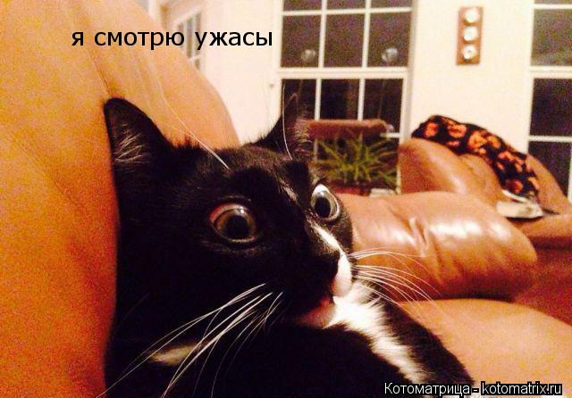 я смотрю ужасы... Котоматрица: я смотрю ужасы