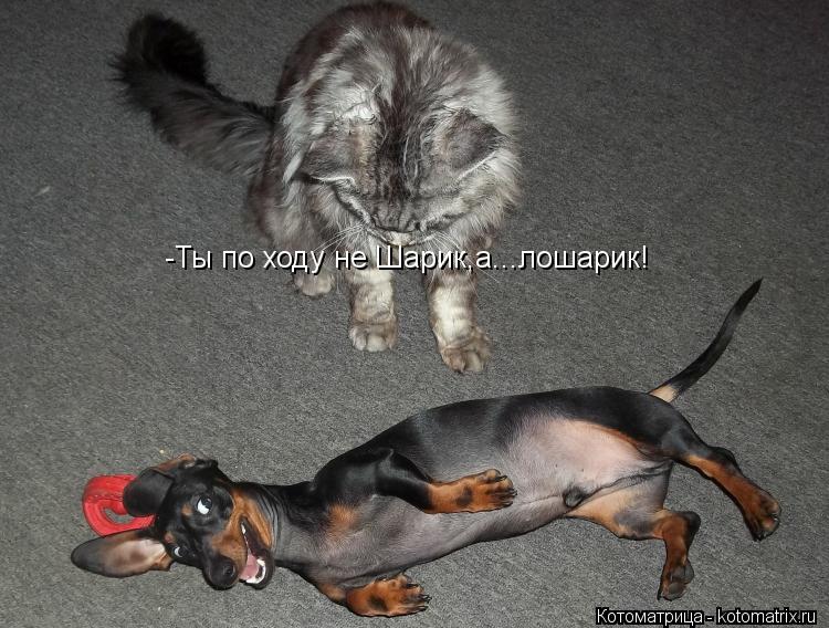 -Ты по ходу не Шарик,а...лошарик!... Котоматрица: -Ты по ходу не Шарик,а...лошарик!
