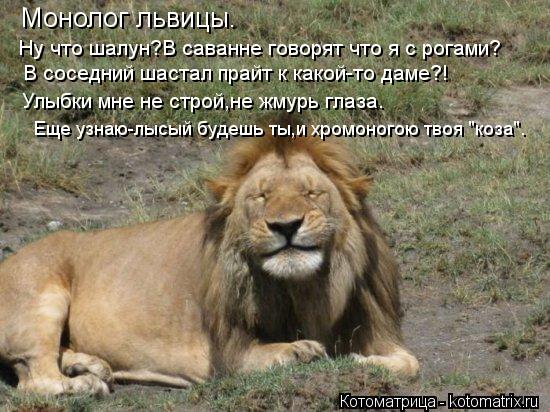 Монолог львицы. Ну что шалун?В саванне говорят что я с рогами? В соседний шастал прайт к какой-то дам... Котоматрица: Монолог львицы. Ну что шалун?В саванне говорят что я с рогами? В соседний шастал прайт к какой-то даме?! Улыбки мне не строй,не жмурь глаза. Ещ