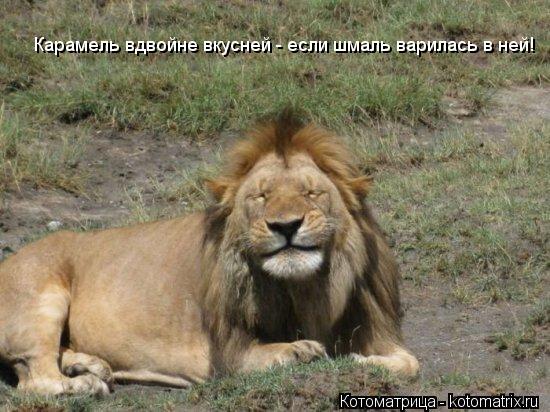 Карамель вдвойне вкусней - если шмаль варилась в ней!... Котоматрица: Карамель вдвойне вкусней - если шмаль варилась в ней!