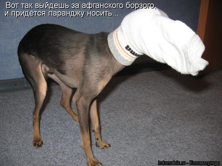 и придётся паранджу носить... Вот так выйдешь за афганского борзого,... Котоматрица: и придётся паранджу носить... Вот так выйдешь за афганского борзого,