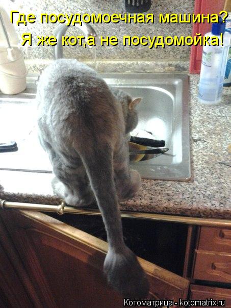 Где посудомоечная машина? Я же кот,а не посудомойка!... Котоматрица: Где посудомоечная машина? Я же кот,а не посудомойка!
