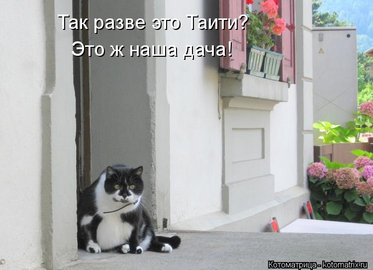 Так разве это Таити? Это ж наша дача!... Котоматрица: Так разве это Таити? Это ж наша дача!