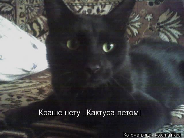 Краше нету...Кактуса летом!... Котоматрица: Краше нету...Кактуса летом!