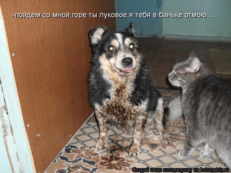 -пойдем со мной,горе ты луковое.я тебя в баньке отмою...... Котоматрица: -пойдем со мной,горе ты луковое.я тебя в баньке отмою...