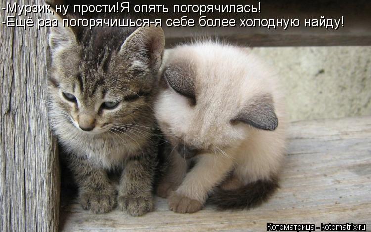 -Мурзик,ну прости!Я опять погорячилась! -Ещё раз погорячишься-я себе более холодную найду!... Котоматрица: -Мурзик,ну прости!Я опять погорячилась! -Ещё раз погорячишься-я себе более холодную найду!