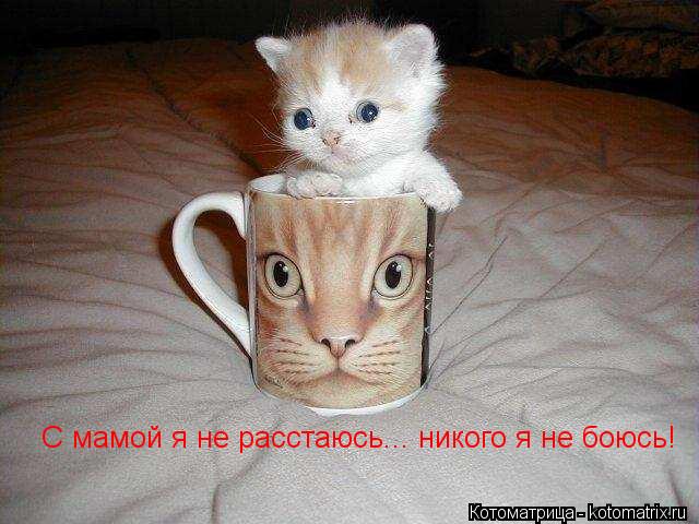 С мамой я не расстаюсь... никого я не боюсь!... Котоматрица: С мамой я не расстаюсь... никого я не боюсь!