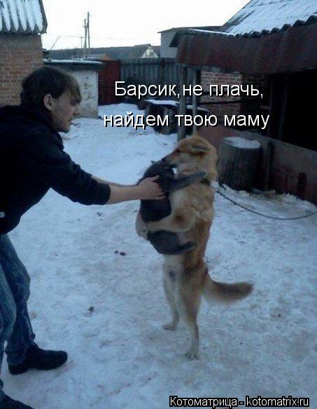 Барсик,не плачь, найдем твою маму... Котоматрица: Барсик,не плачь, найдем твою маму