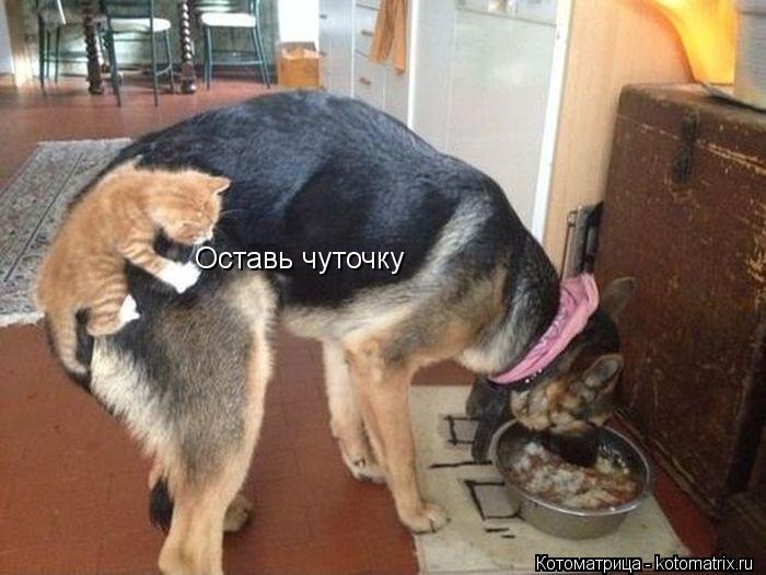 Оставь чуточку... Котоматрица: Оставь чуточку