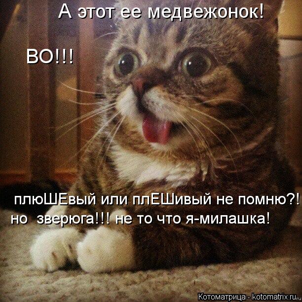 плюШЕвый или плЕШивый не помню?! но зверюга!!! не то что я-милашка! А этот ее медвежонок! ВО!!!... Котоматрица: плюШЕвый или плЕШивый не помню?! но зверюга!!! не то что я-милашка! А этот ее медвежонок! ВО!!!