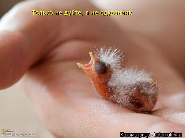 Только не дуйте, я не одуванчик... Котоматрица: Только не дуйте, я не одуванчик