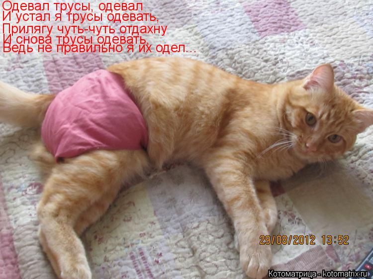 Одевал трусы, одевал Прилягу чуть-чуть отдахну И устал я трусы одевать, И снова трусы одевать, Ведь н... Котоматрица: Одевал трусы, одевал Прилягу чуть-чуть отдахну И устал я трусы одевать, И снова трусы одевать, Ведь не правильно я их одел...
