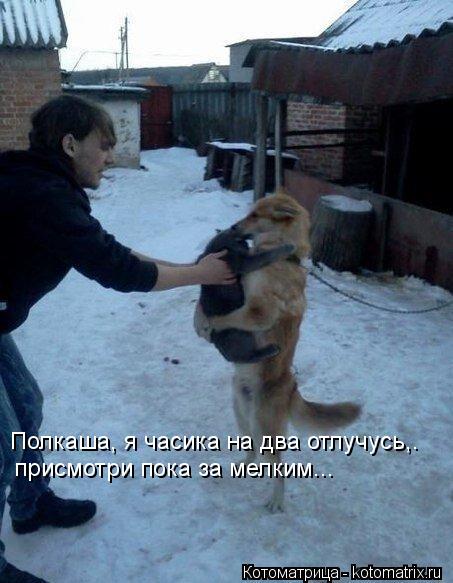 Полкаша, я часика на два отлучусь,. присмотри пока за мелким...... Котоматрица: Полкаша, я часика на два отлучусь,. присмотри пока за мелким...