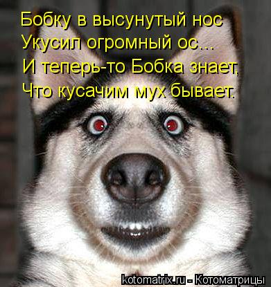 Бобку в высунутый нос Укусил огромный ос… И теперь-то Бобка знает, Что кусачим мух бывает.... Котоматрица: Бобку в высунутый нос Укусил огромный ос… И теперь-то Бобка знает, Что кусачим мух бывает.