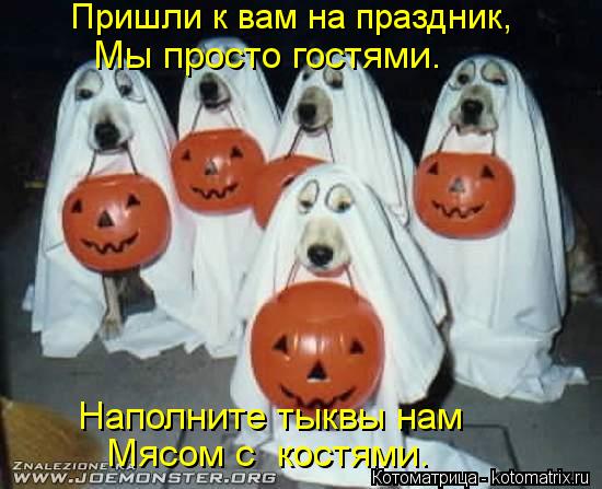 Пришли к вам на праздник, Мы просто гостями. Наполните тыквы нам Мясом с костями.... Котоматрица: Пришли к вам на праздник, Мы просто гостями. Наполните тыквы нам Мясом с костями.