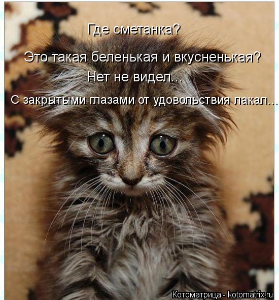 Где сметанка? Это такая беленькая и вкусненькая? Нет не видел... С закрытыми глазами от удовольствия ... Котоматрица: Где сметанка? Это такая беленькая и вкусненькая? Нет не видел... С закрытыми глазами от удовольствия лакал...