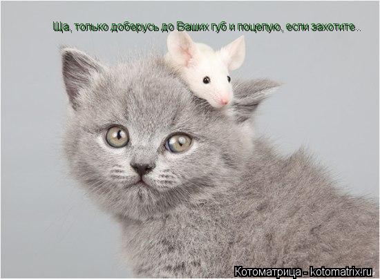 Ща, только доберусь до Ваших губ и поцелую, если захотите.. Ща, только доберусь до Ваших губ и поцел... Котоматрица: Ща, только доберусь до Ваших губ и поцелую, если захотите.. Ща, только доберусь до Ваших губ и поцелую, если захотите..