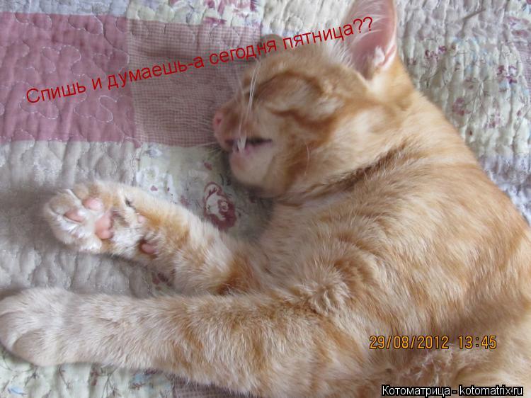 Спишь и думаешь-а сегодня пятница??... Котоматрица: Спишь и думаешь-а сегодня пятница??