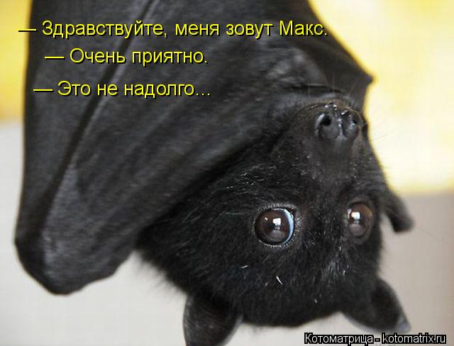 — Здравствуйте, меня зовут Макс. — Очень приятно. — Это не надолго…... Котоматрица: — Здравствуйте, меня зовут Макс. — Очень приятно. — Это не надолго…