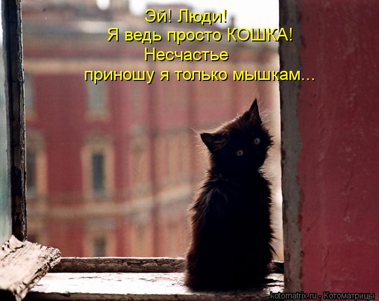 Эй! Люди! Я ведь просто КОШКА! Несчастье приношу я только мышкам...... Котоматрица: Эй! Люди! Я ведь просто КОШКА! Несчастье приношу я только мышкам...