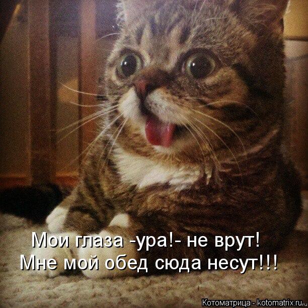 Мои глаза -ура!- не врут! Мне мой обед сюда несут!!!... Котоматрица: Мои глаза -ура!- не врут! Мне мой обед сюда несут!!!