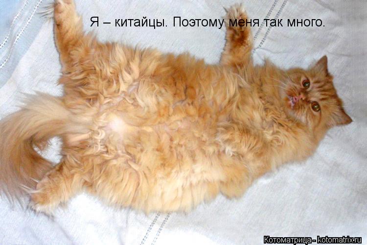 Я – китайцы. Поэтому меня так много.... Котоматрица: Я – китайцы. Поэтому меня так много.