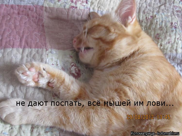 не дают поспать, всё мышей им лови...... Котоматрица: не дают поспать, всё мышей им лови...