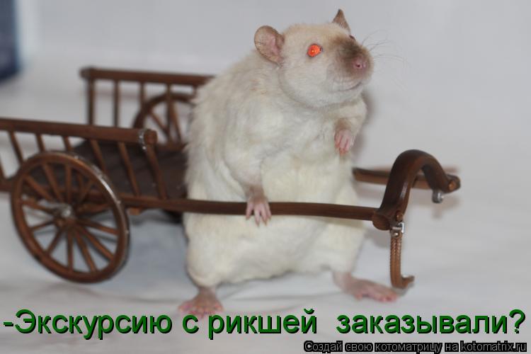 -Экскурсию с рикшей заказывали?... Котоматрица: -Экскурсию с рикшей заказывали?