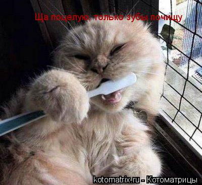 Ща поцелую, только зубы почищу... Котоматрица: Ща поцелую, только зубы почищу