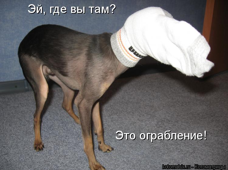 Эй, где вы там? Это ограбление!... Котоматрица: Эй, где вы там? Это ограбление!