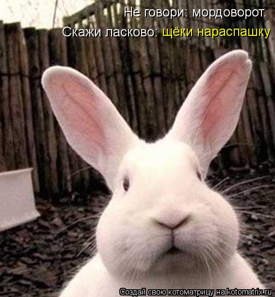Не говори: мордоворот. Скажи ласково: щёки нараспашку... Котоматрица: Не говори: мордоворот. Скажи ласково: щёки нараспашку