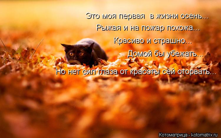 Это моя первая в жизни осень... Рыжая и на пожар похожа... Красиво и страшно... Домой бы убежать... ... Котоматрица: Это моя первая в жизни осень... Рыжая и на пожар похожа... Красиво и страшно... Домой бы убежать... Но нет сил глаза от красоты сей оторвать...