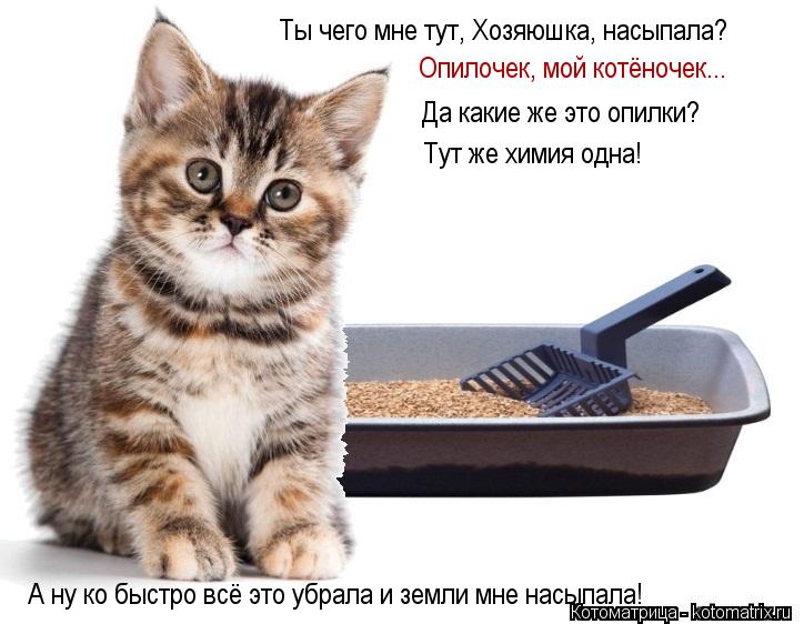 Ты чего мне тут, Хозяюшка, насыпала? Опилочек, мой котёночек... Да какие же это опилки? Тут же химия ... Котоматрица: Ты чего мне тут, Хозяюшка, насыпала? Опилочек, мой котёночек... Да какие же это опилки? Тут же химия одна! А ну ко быстро всё это убрала и земли
