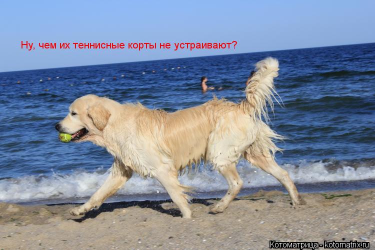 Ну, чем их теннисные корты не устраивают?... Котоматрица: Ну, чем их теннисные корты не устраивают?