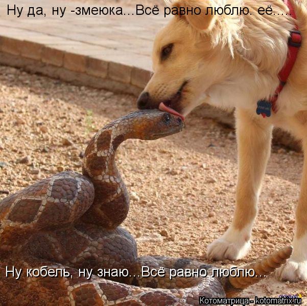 Ну да, ну -змеюка...Всё равно люблю. её..... Ну кобель, ну знаю...Всё равно люблю...... Котоматрица: Ну да, ну -змеюка...Всё равно люблю. её..... Ну кобель, ну знаю...Всё равно люблю...
