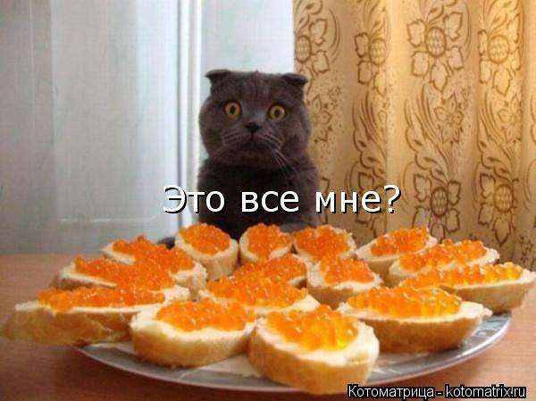 Это все мне?... Котоматрица: Это все мне?